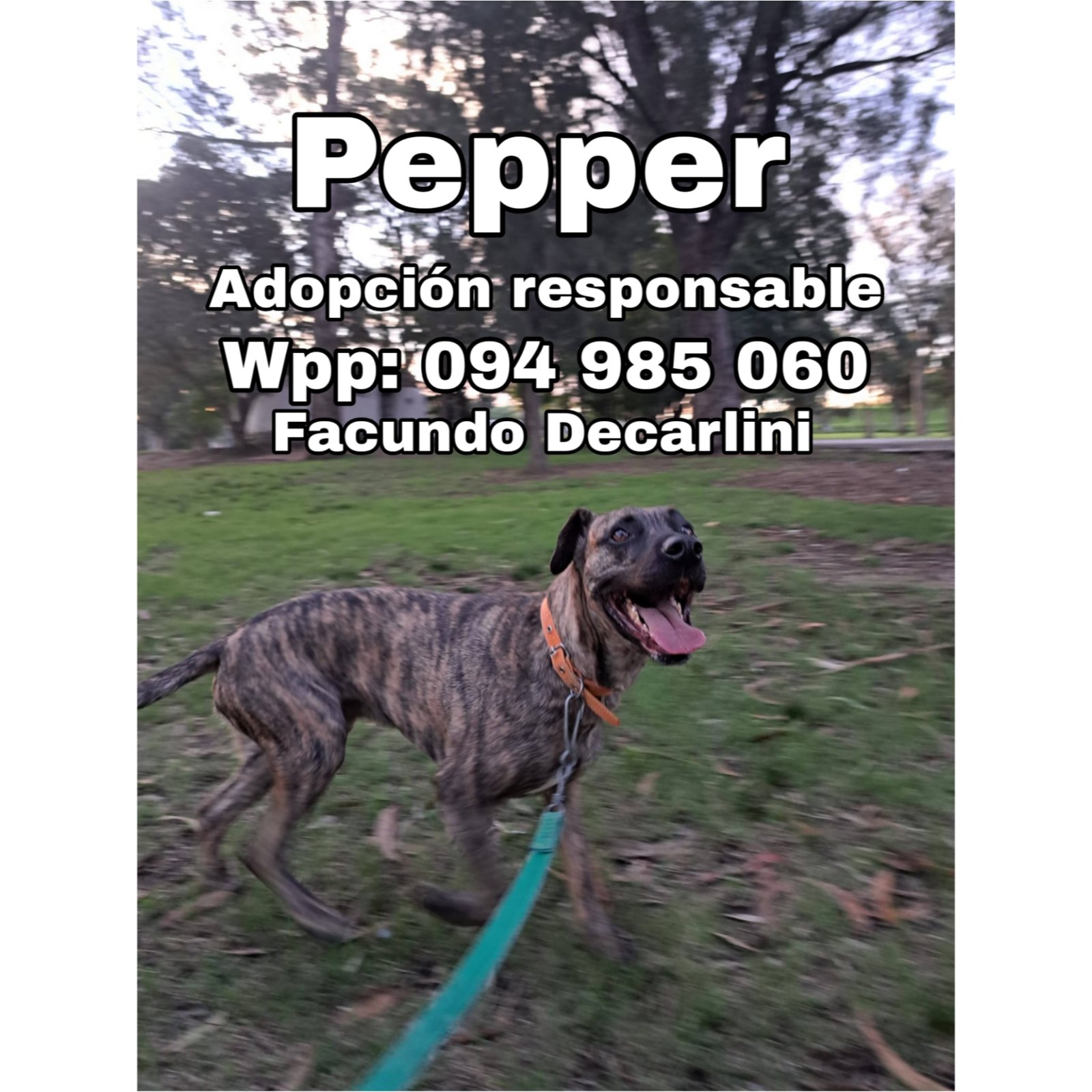 Pepper