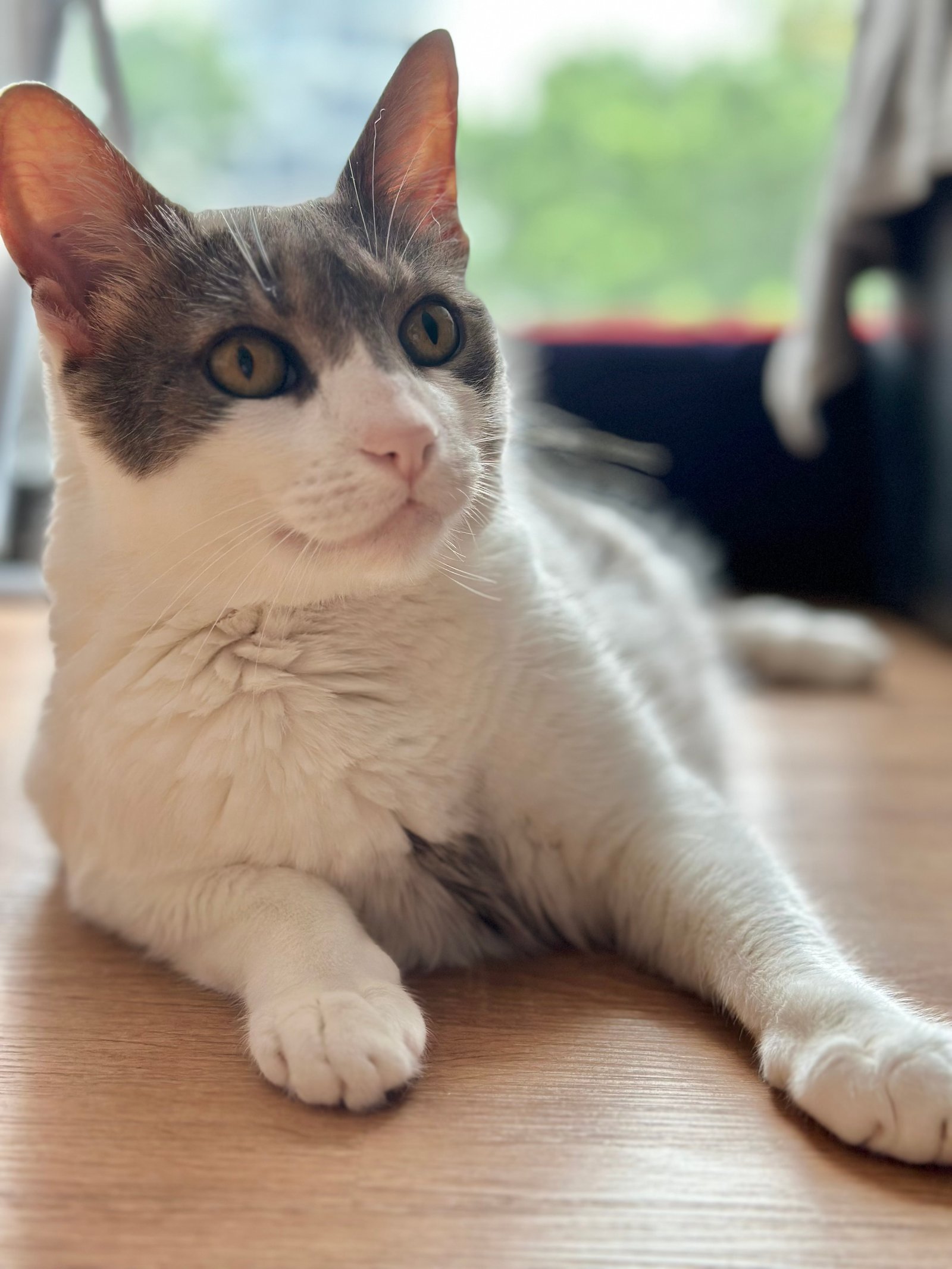 Cata