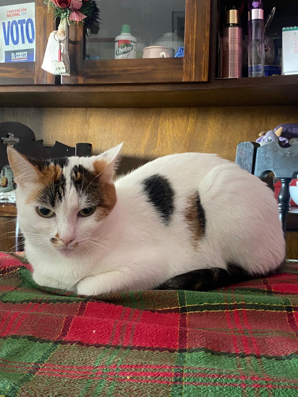 Lila