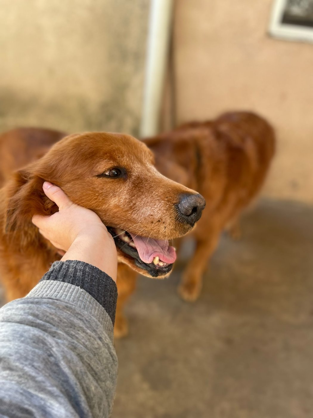 Peluquería canina