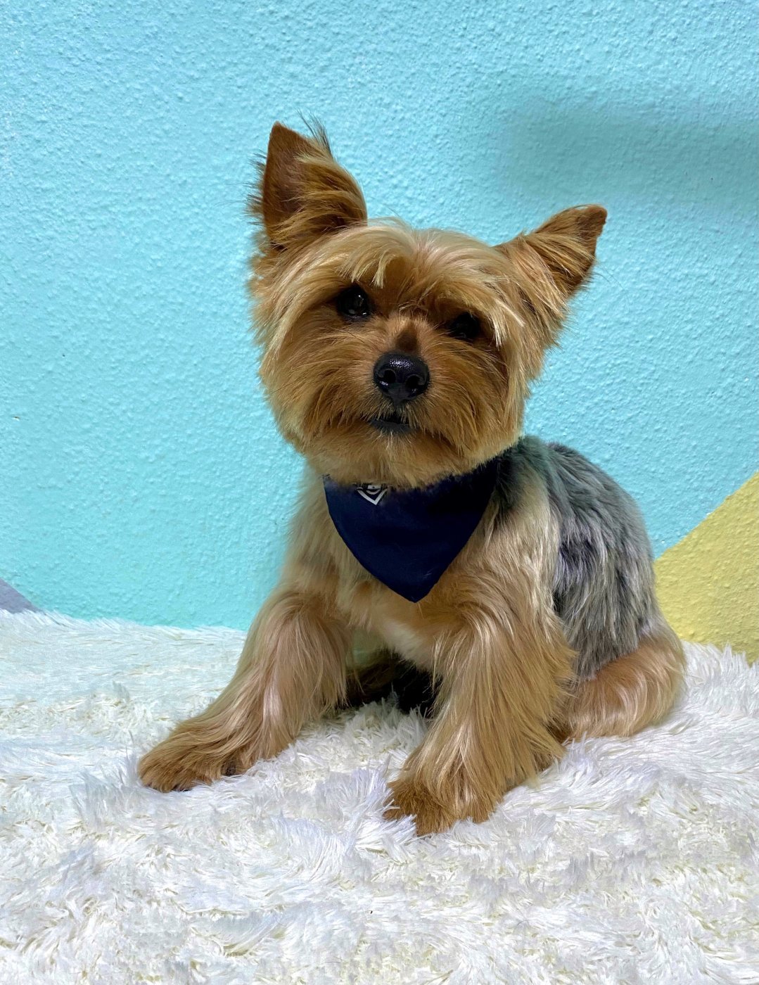 Peluquería Canina
